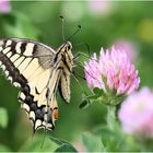 Schwalbenschwanz (Papilio machaon)