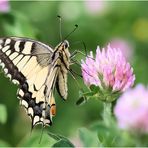 Schwalbenschwanz (Papilio machaon)