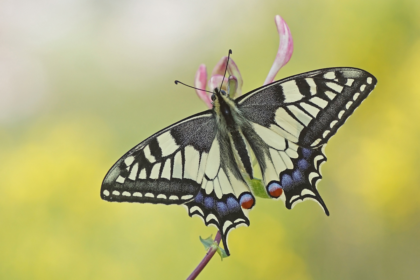 Schwalbenschwanz (Papilio machaon)