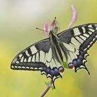 Schwalbenschwanz (Papilio machaon)