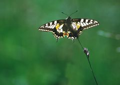 Schwalbenschwanz (Papilio machaon)