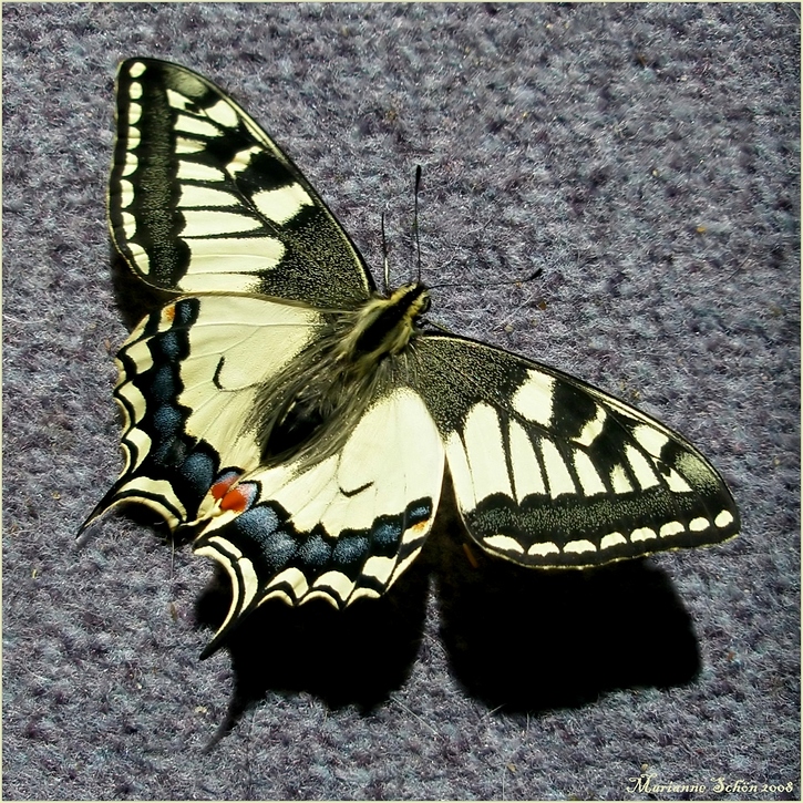 ...Schwalbenschwanz... Papilio machaon...