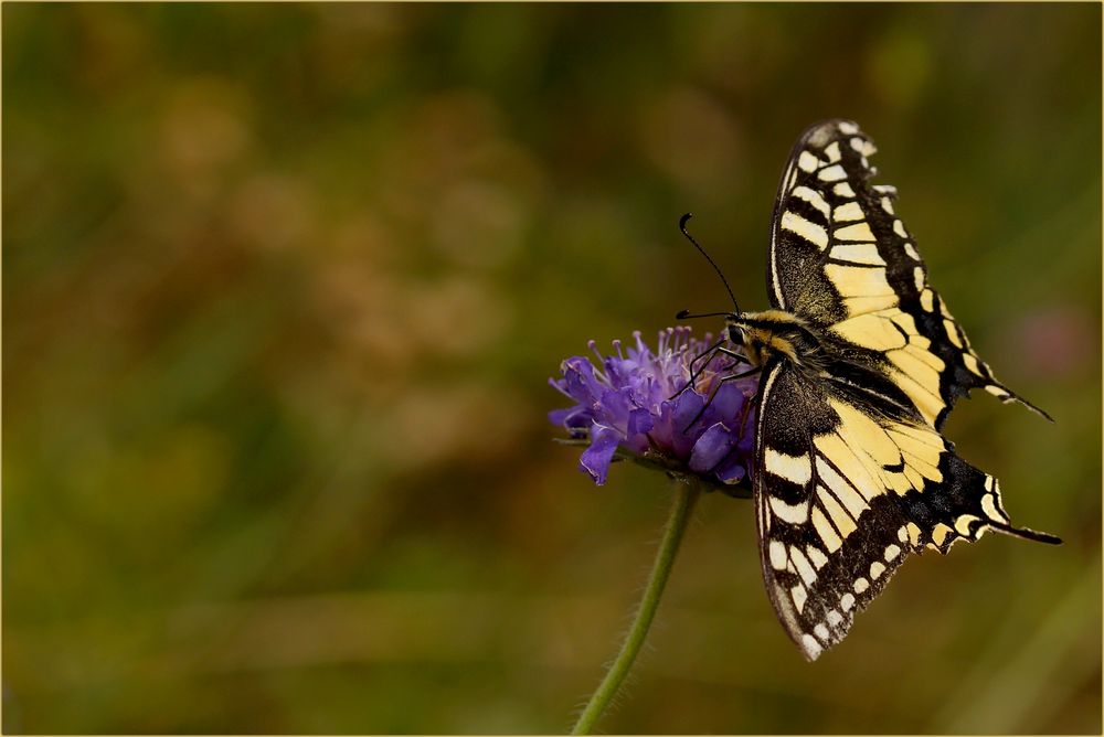 Schwalbenschwanz (Papilio machaon)