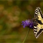 Schwalbenschwanz (Papilio machaon)