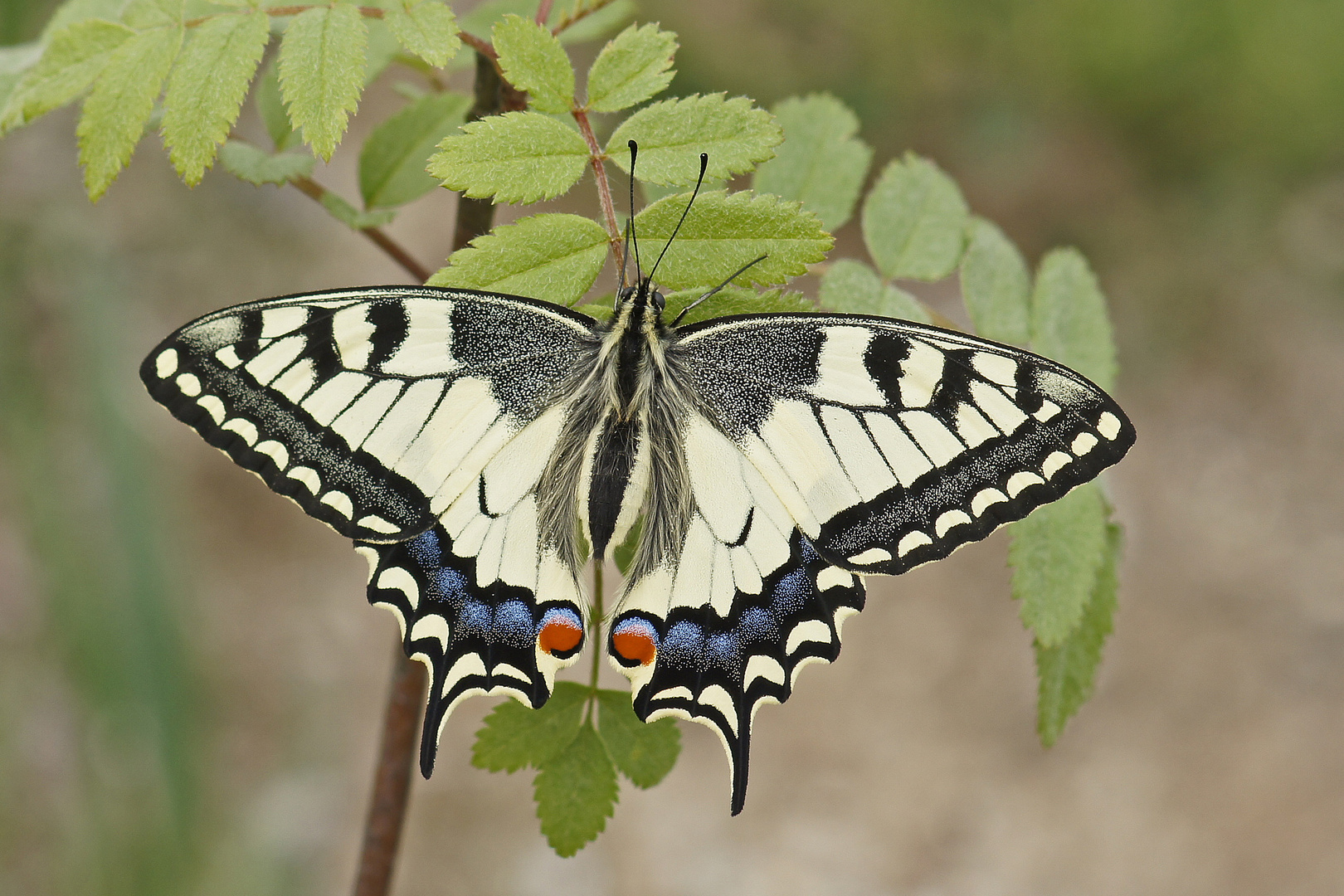 Schwalbenschwanz (Papilio machaon)