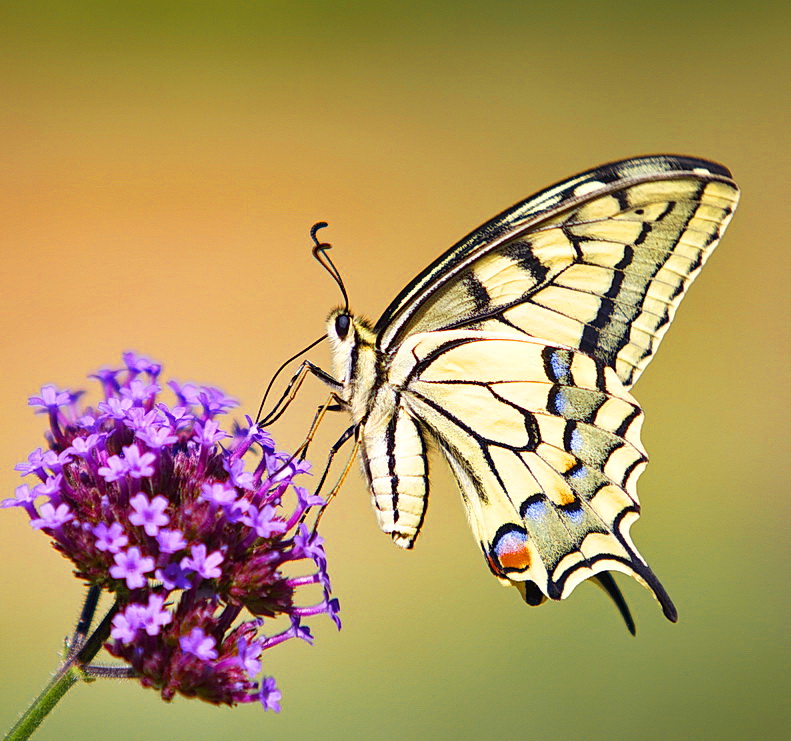 Schwalbenschwanz ( Papilio machaon )