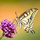 Schwalbenschwanz ( Papilio machaon )