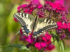 Schwalbenschwanz (Papilio machaon)