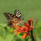 Schwalbenschwanz (Papilio machaon)