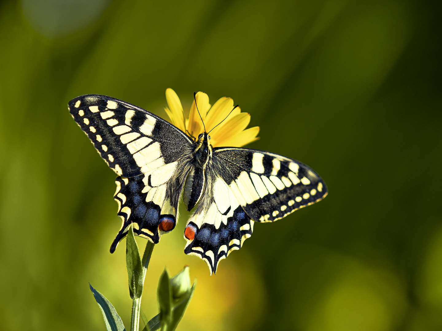 Schwalbenschwanz (Papilio machaon)