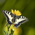 Schwalbenschwanz (Papilio machaon)