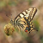 Schwalbenschwanz (Papilio machaon)