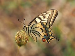 Schwalbenschwanz (Papilio machaon)