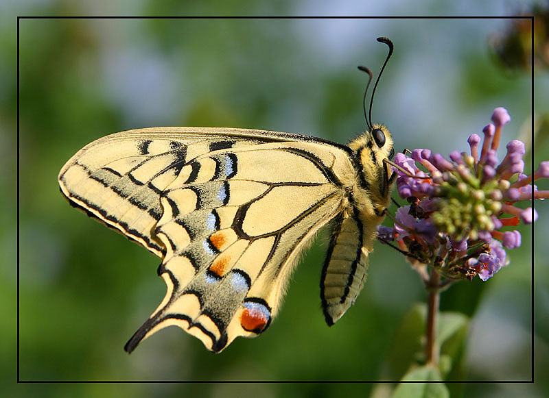 Schwalbenschwanz (Papilio machaon)