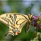 Schwalbenschwanz (Papilio machaon)