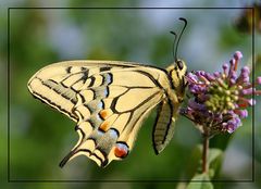 Schwalbenschwanz (Papilio machaon)