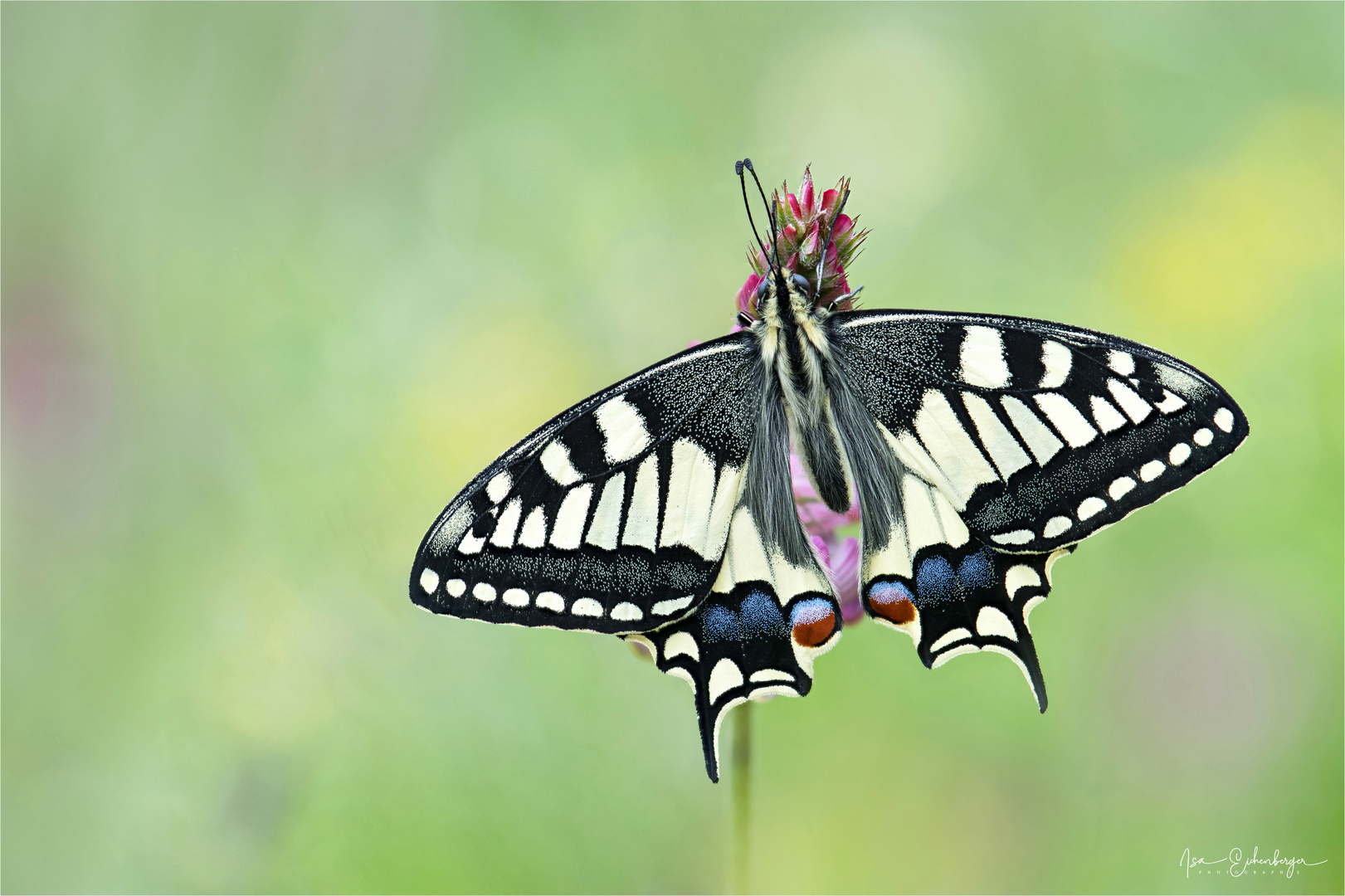 Schwalbenschwanz - Papilio machaon