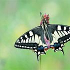 Schwalbenschwanz - Papilio machaon