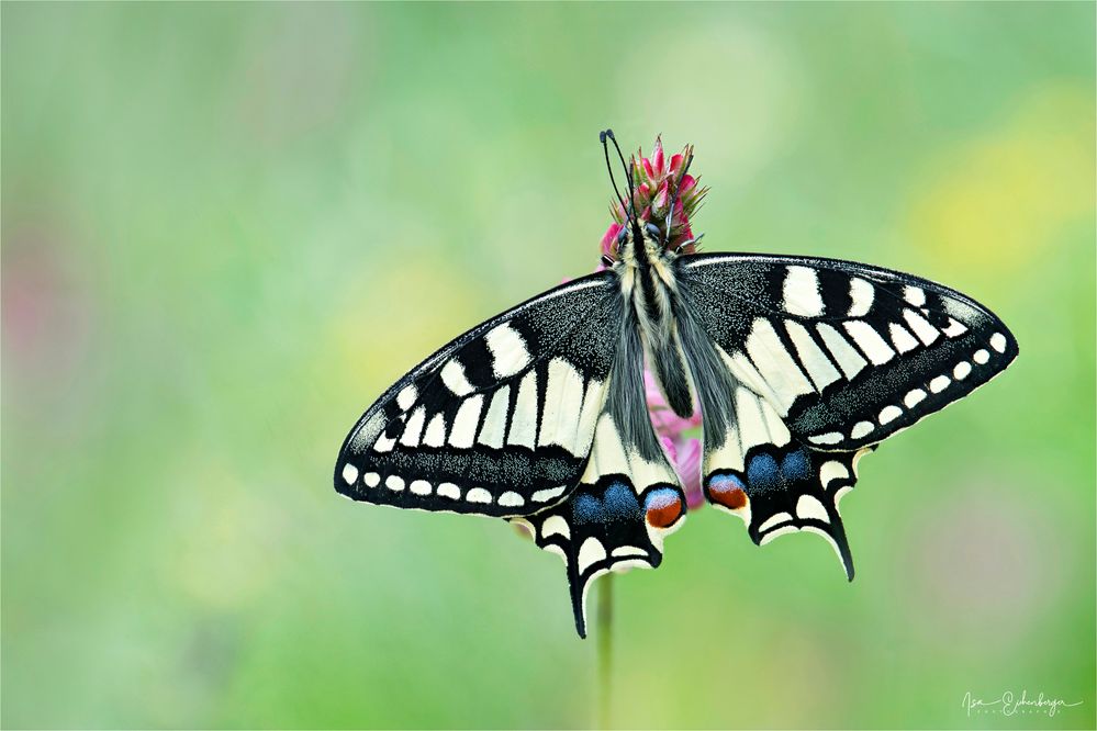 Schwalbenschwanz - Papilio machaon