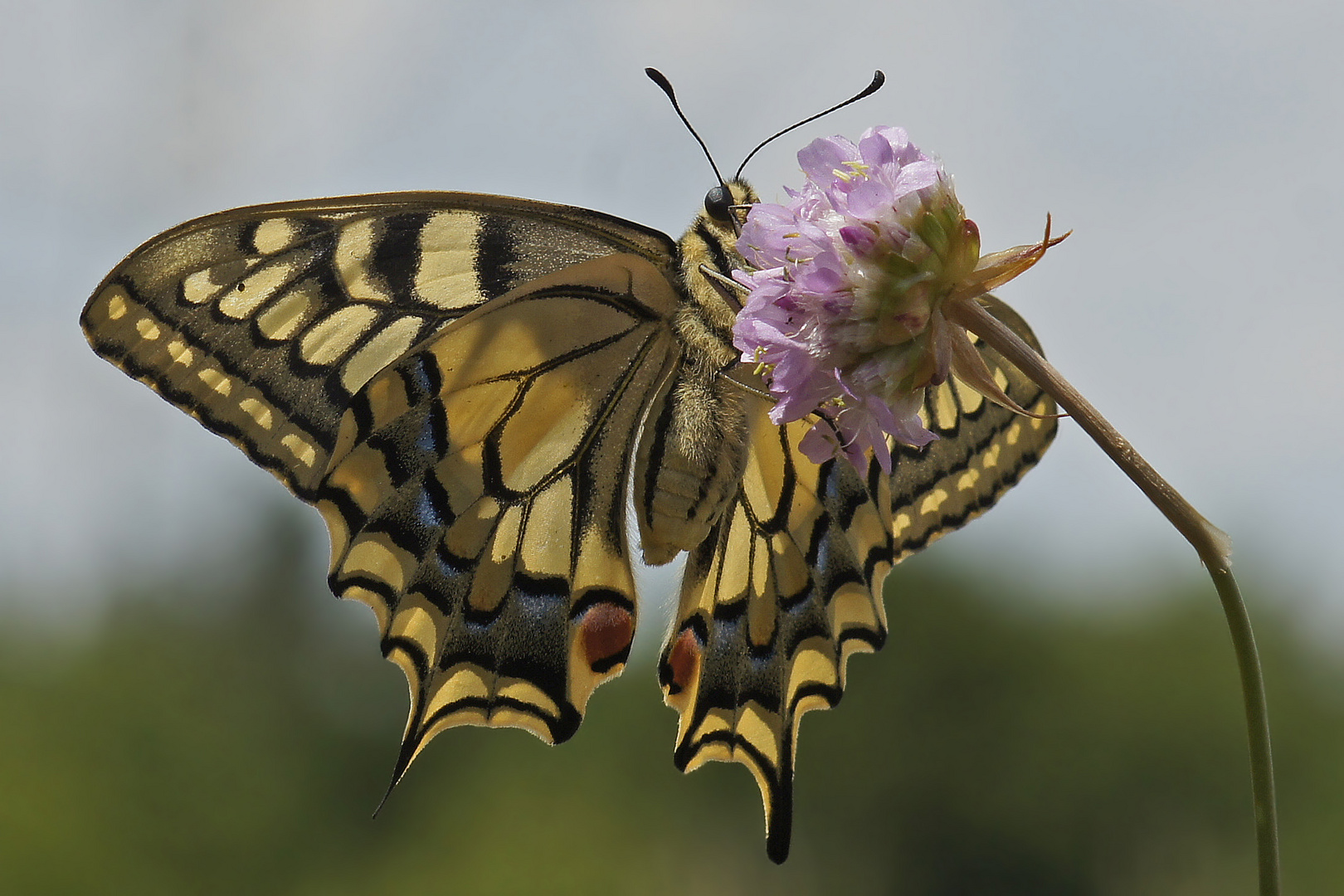 Schwalbenschwanz (Papilio machaon)