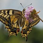 Schwalbenschwanz (Papilio machaon)