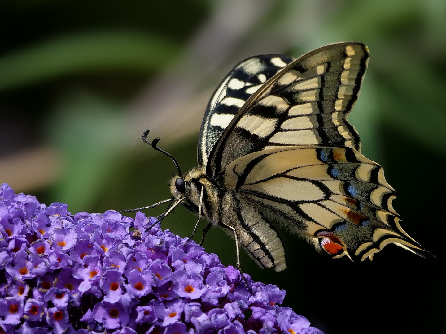 Schwalbenschwanz (Papilio machaon) 