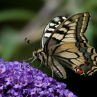 Schwalbenschwanz (Papilio machaon) 