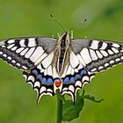 Schwalbenschwanz (Papilio machaon)