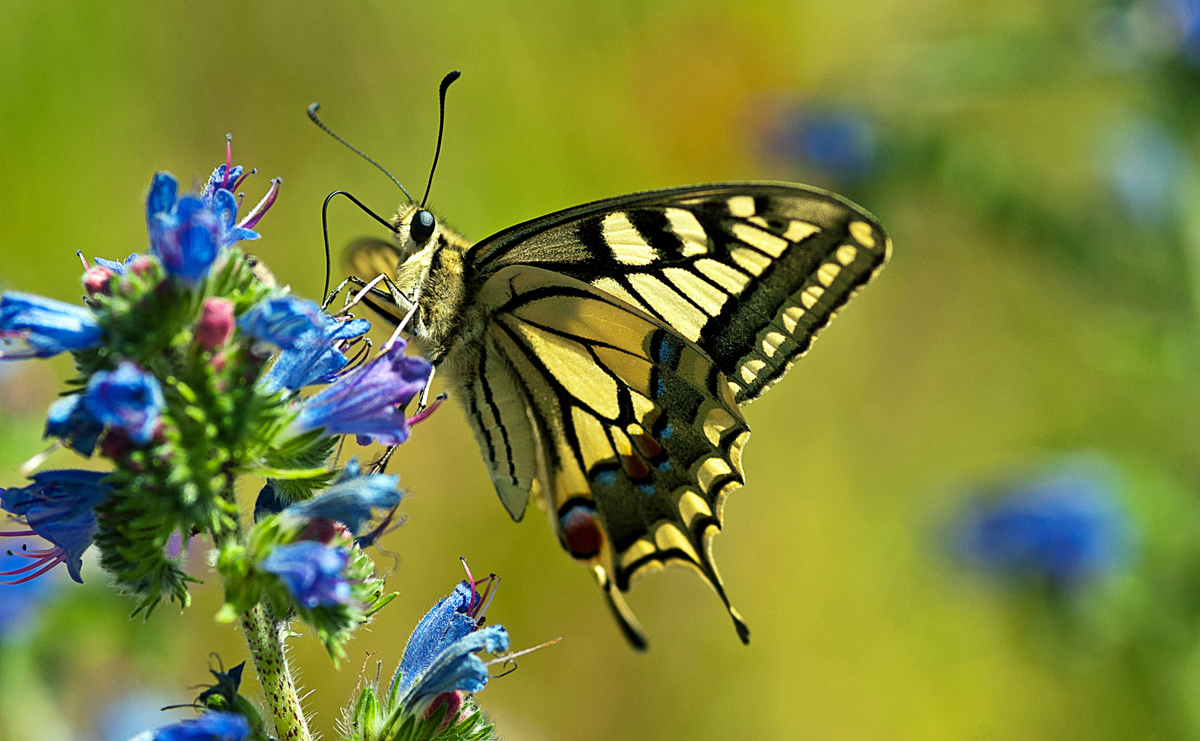 Schwalbenschwanz ( Papilio machaon )