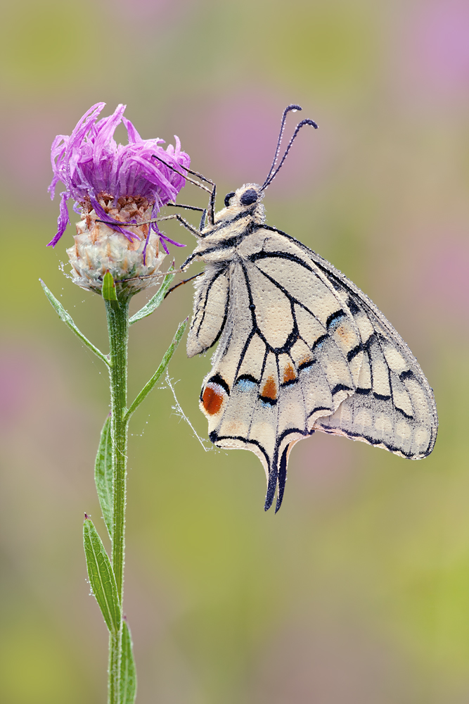 Schwalbenschwanz Papilio machaon