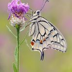 Schwalbenschwanz Papilio machaon