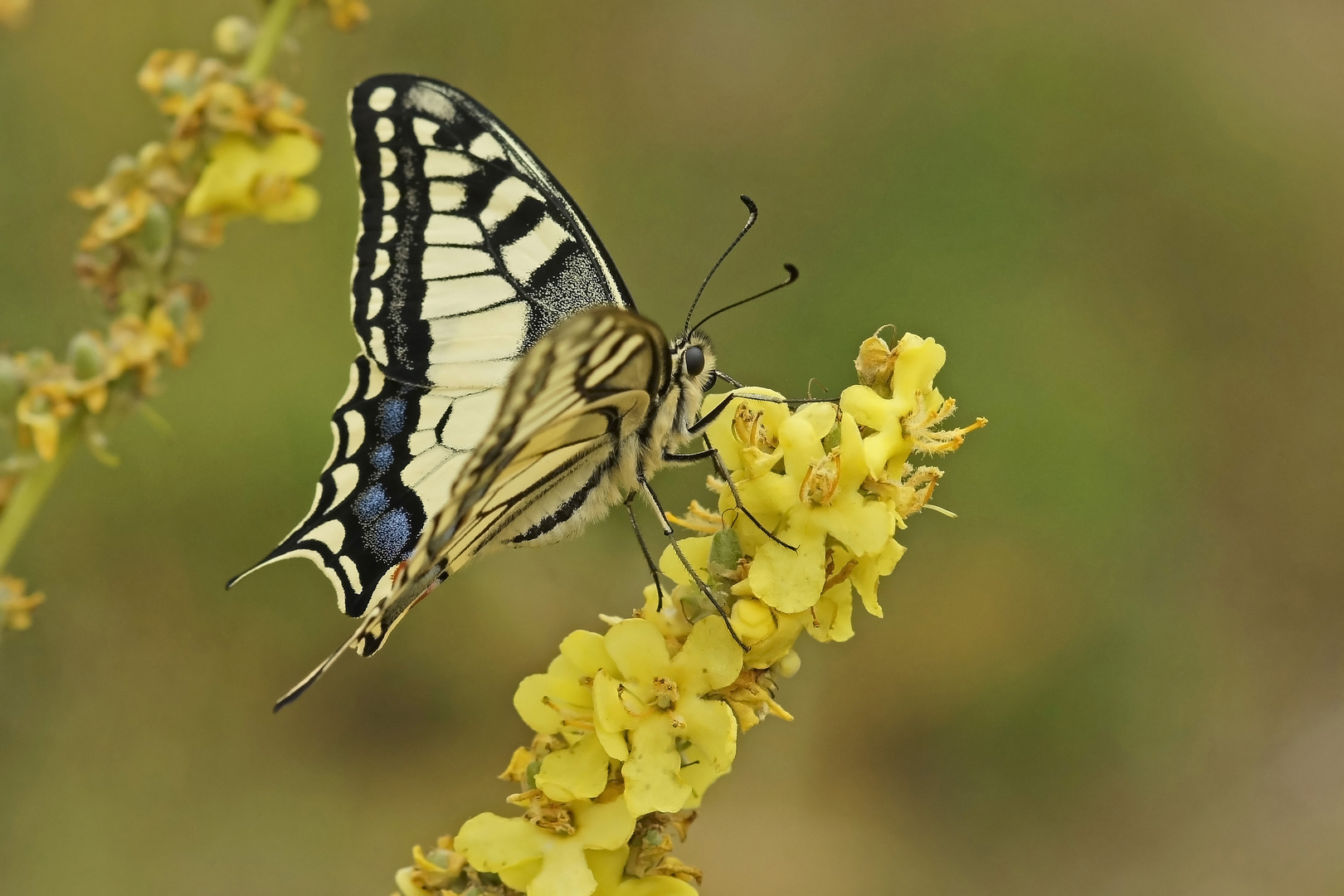 Schwalbenschwanz (Papilio machaon)