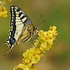 Schwalbenschwanz (Papilio machaon)