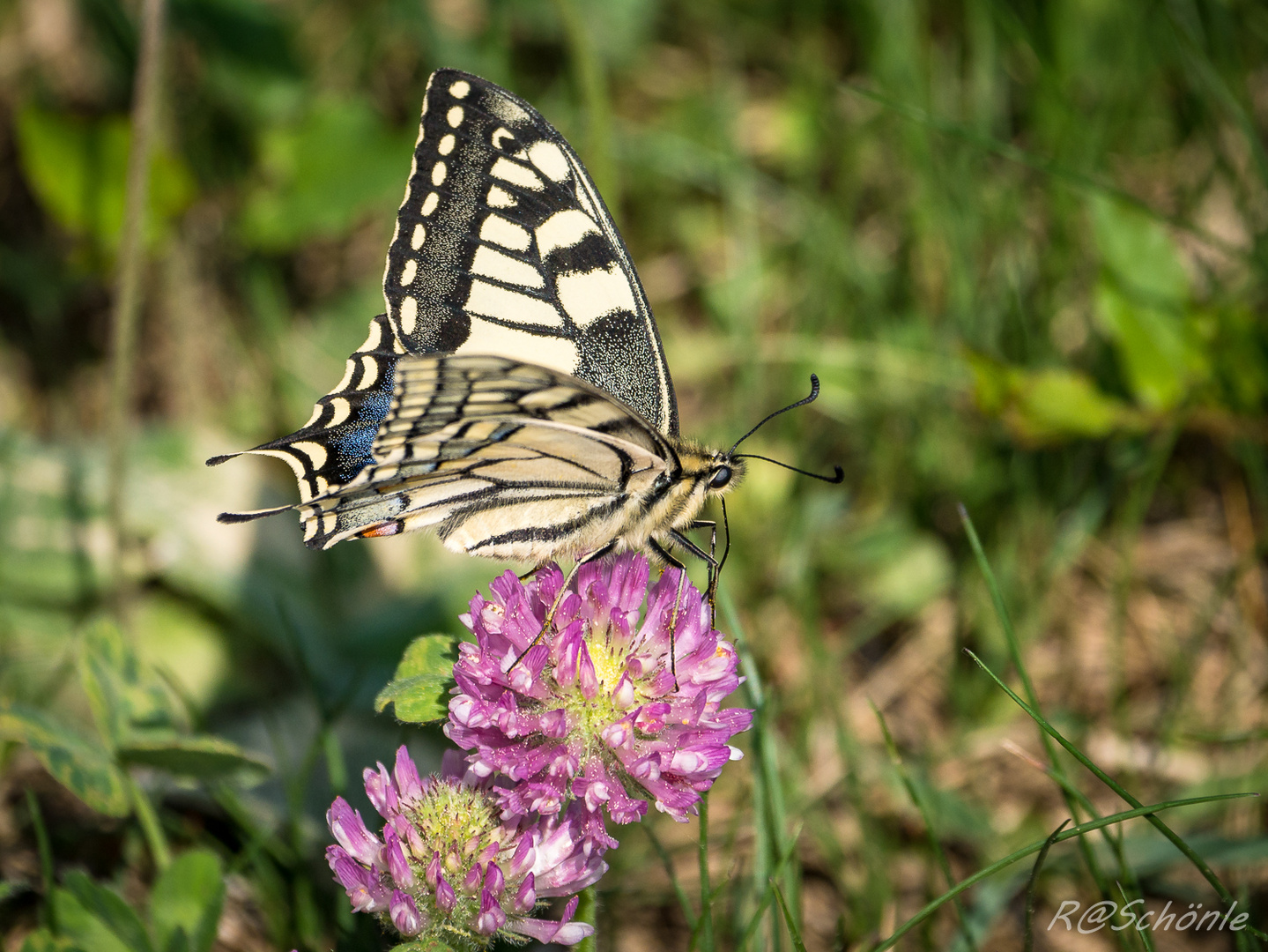 Schwalbenschwanz (Papilio machaon)