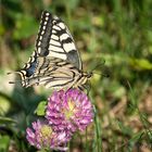 Schwalbenschwanz (Papilio machaon)