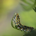 Schwalbenschwanz (Papilio machaon)