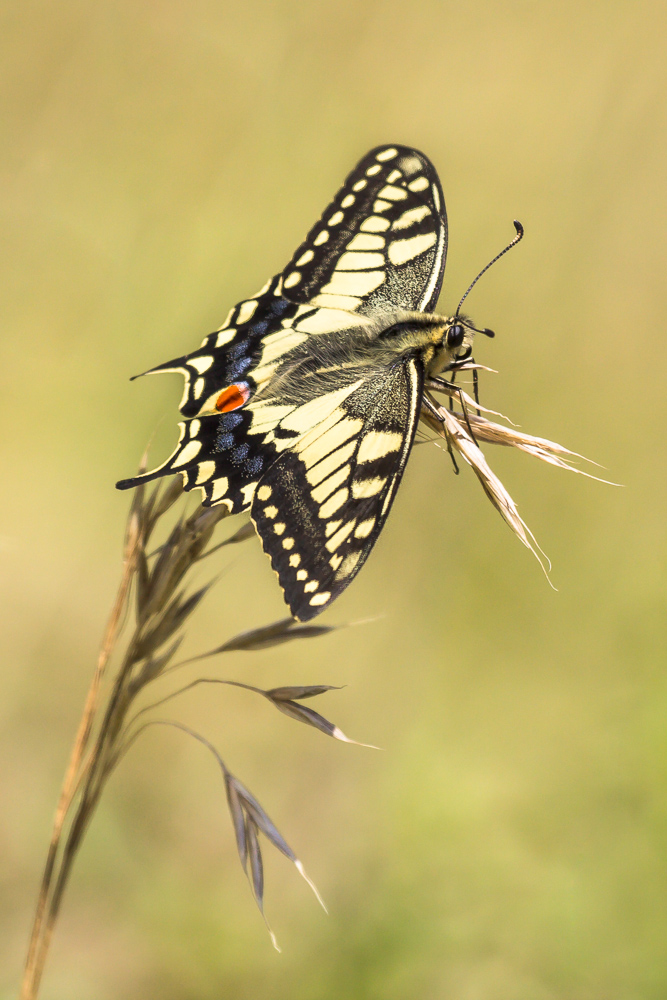 Schwalbenschwanz (Papilio machaon)