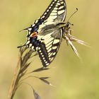 Schwalbenschwanz (Papilio machaon)