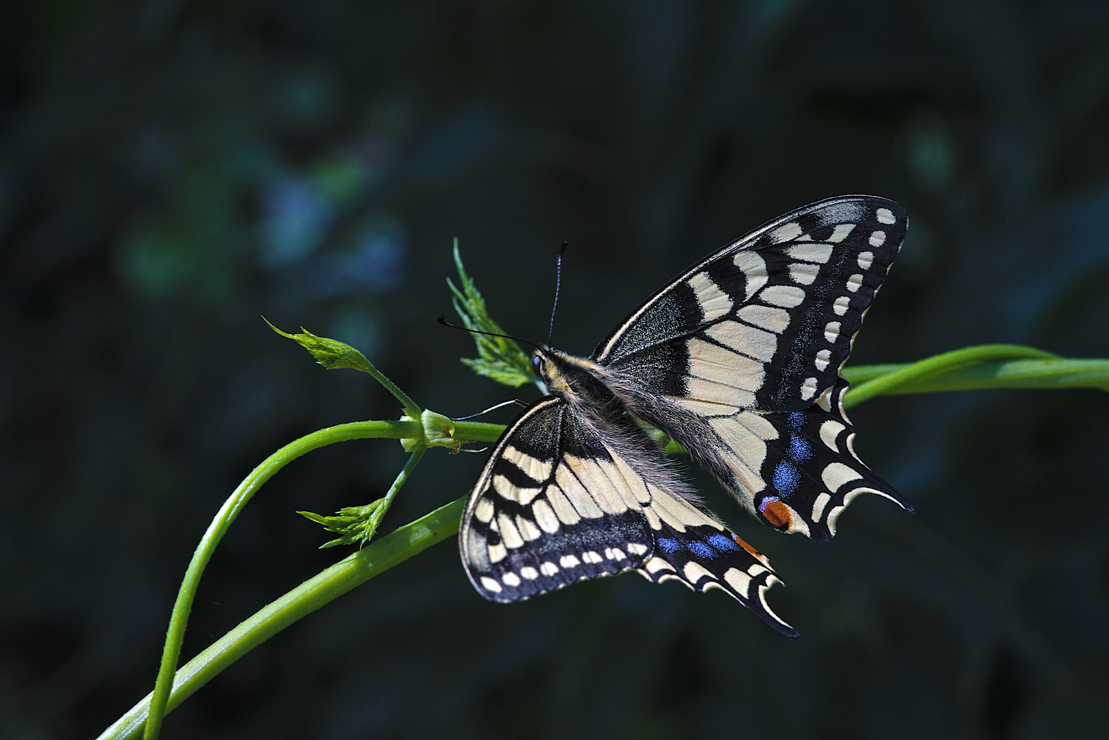 Schwalbenschwanz, Papilio machaon