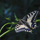 Schwalbenschwanz, Papilio machaon