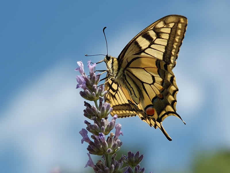 Schwalbenschwanz (Papilio machaon)