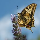 Schwalbenschwanz (Papilio machaon)