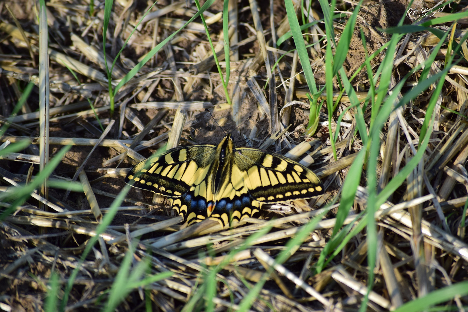 Schwalbenschwanz (Papilio machaon) 