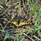 Schwalbenschwanz (Papilio machaon) 