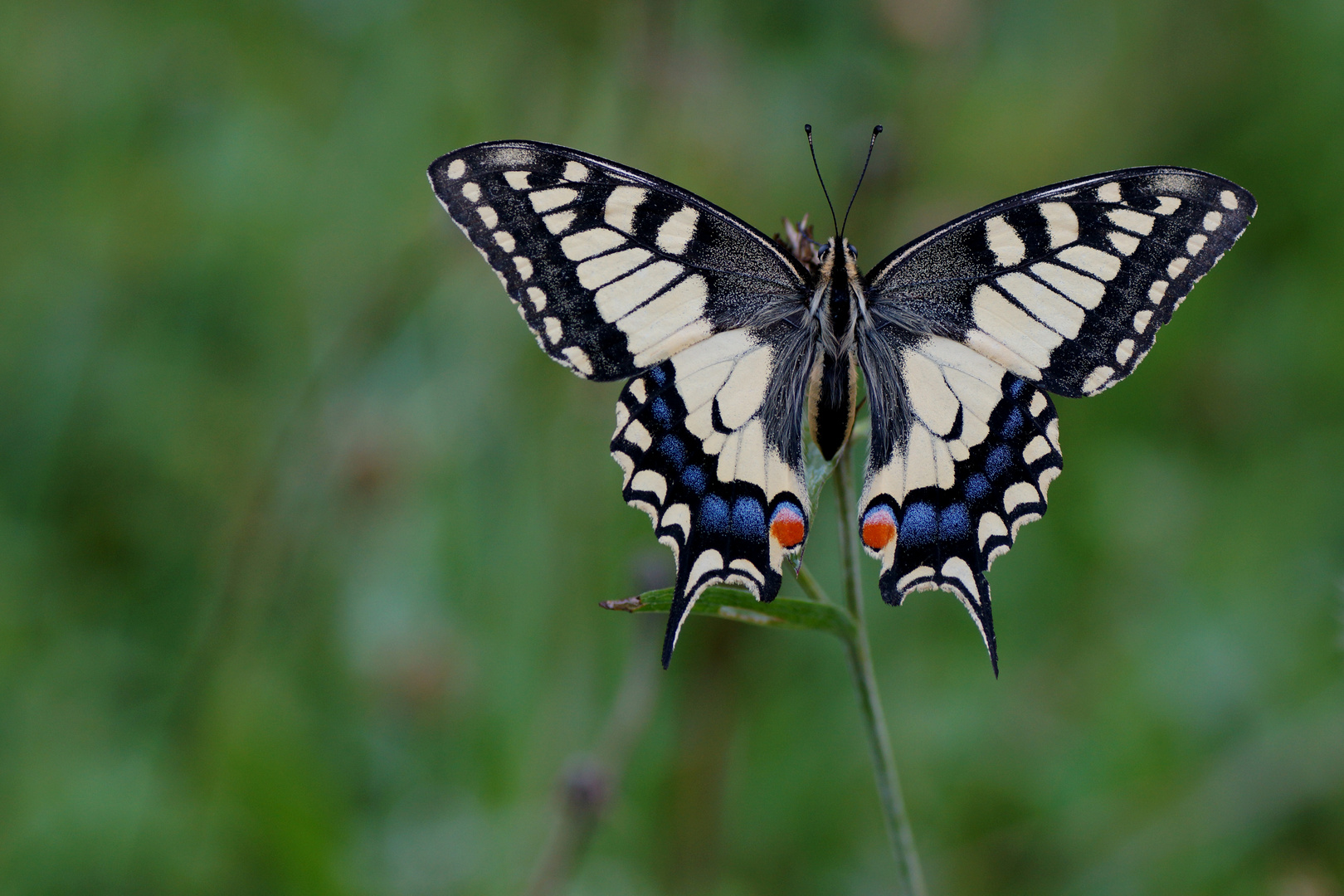 Schwalbenschwanz (Papilio machaon)