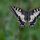 Schwalbenschwanz (Papilio machaon)