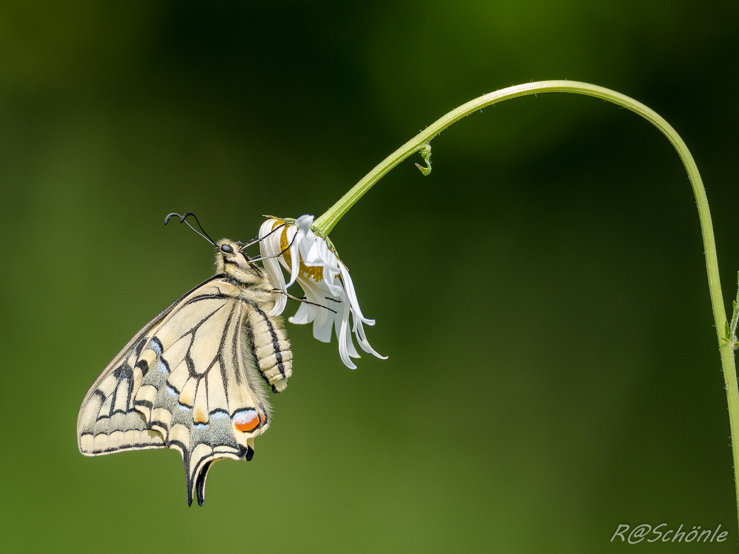 Schwalbenschwanz (Papilio machaon)