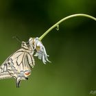 Schwalbenschwanz (Papilio machaon)