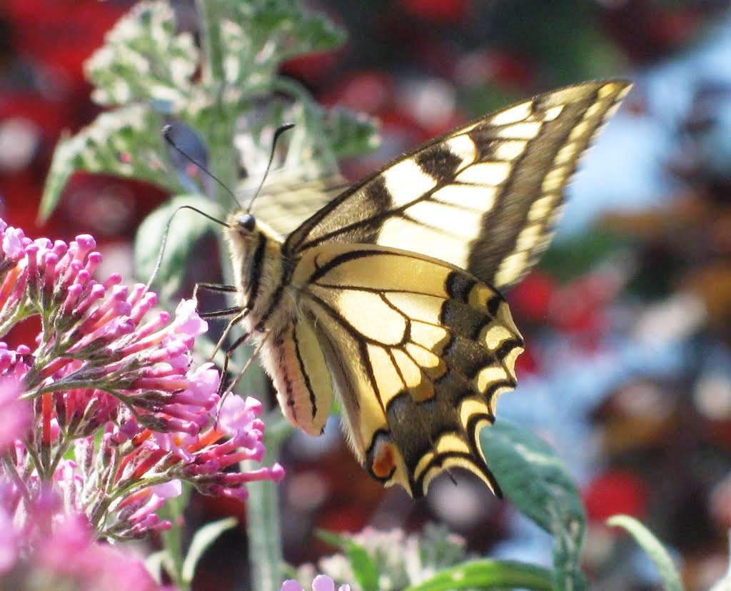 Schwalbenschwanz (Papilio machaon)