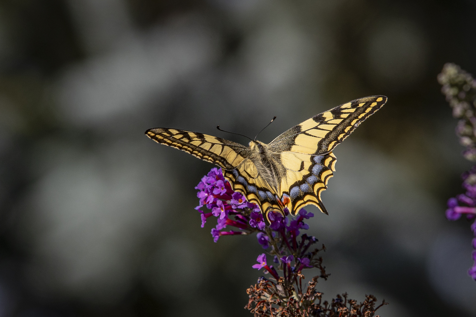 _Schwalbenschwanz (Papilio machaon)